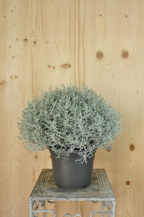 Produktbild Säntispracht Silberkopf - Calocephalus Brownii (60 cm)