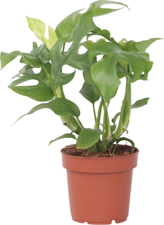 Actual product image Plant in a Box Rhaphidophora Tetrasperma - Monstera Minima (20 cm)