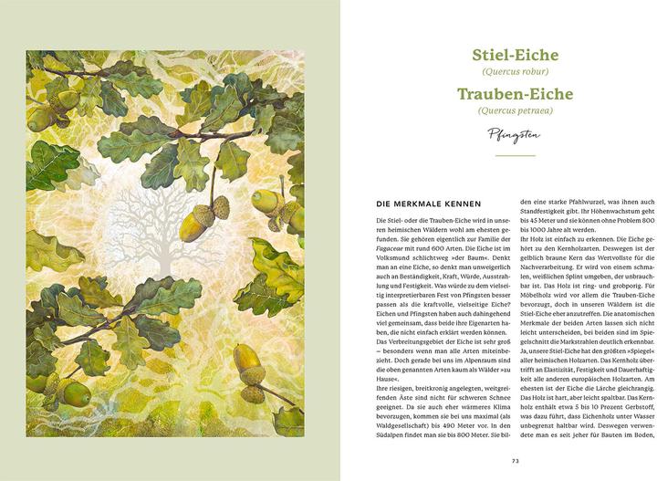 Produktbild Die Weisheit der Baumwesen (Deutsch, Silke Weiss, Sam Hess, 2024)