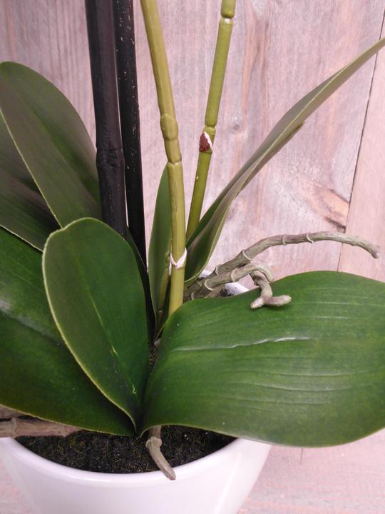 Produktbild Botanic-Haus Phalaenopsis (Orchidee) (67 cm)