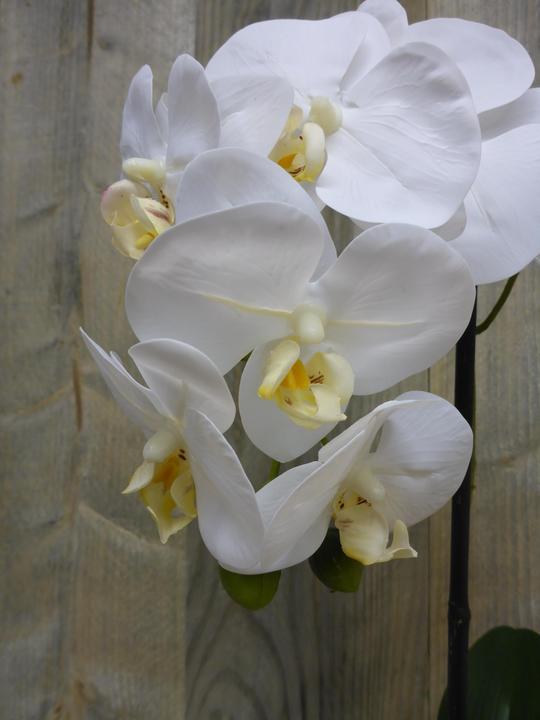 Produktbild Botanic-Haus Phalaenopsis (Orchidee) (67 cm)