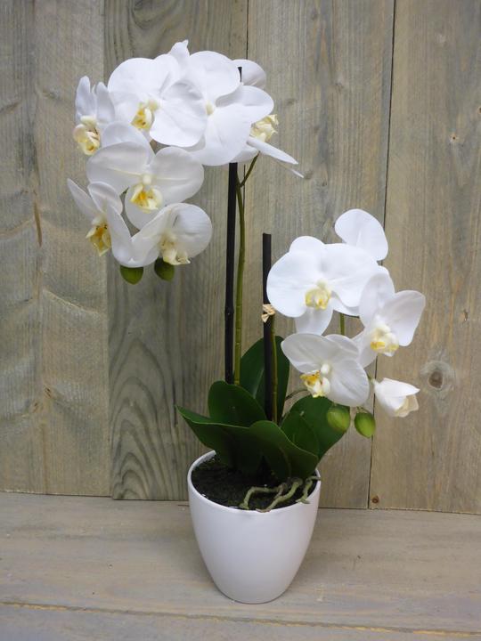 Produktbild Botanic-Haus Phalaenopsis (Orchidee) (54 cm)