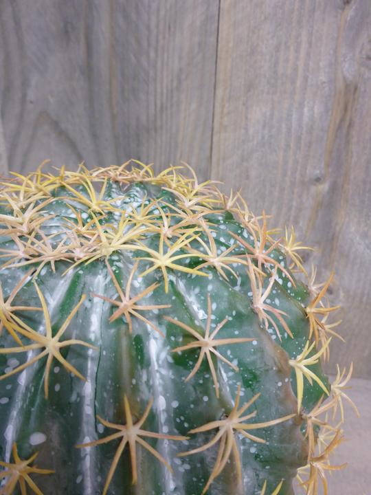 Produktbild Botanic-Haus Kugelkaktus (25 cm)