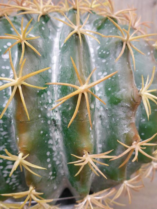 Produktbild Botanic-Haus Kugelkaktus (25 cm)