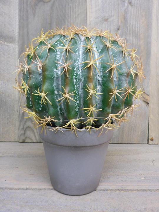 Produktbild Botanic-Haus Kugelkaktus (25 cm)