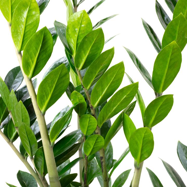 Produktbild Flowerbox Glücksfeder - Zamioculcas zamiifolia (90 cm)