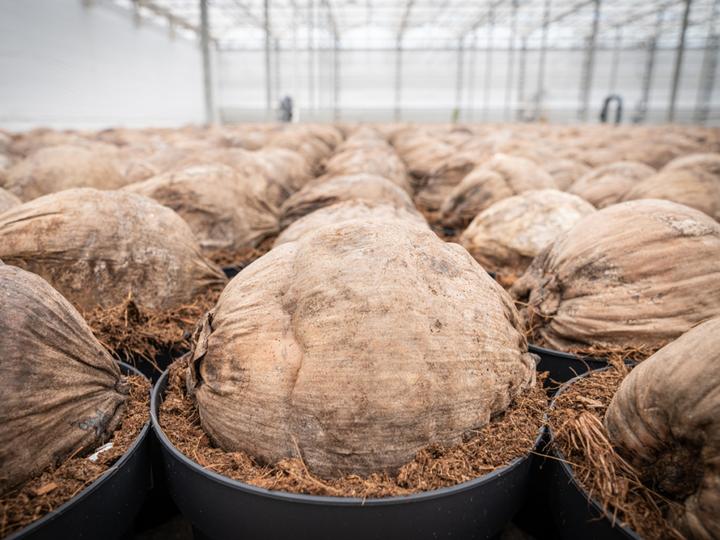 Image du produit PlantaPlus Grow-Mix