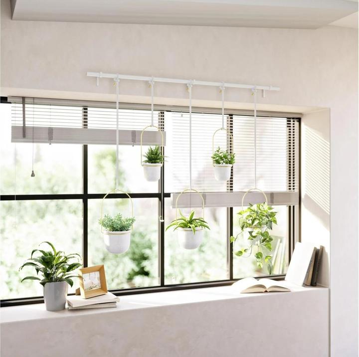 Image du produit Umbra Triflora (18 cm)