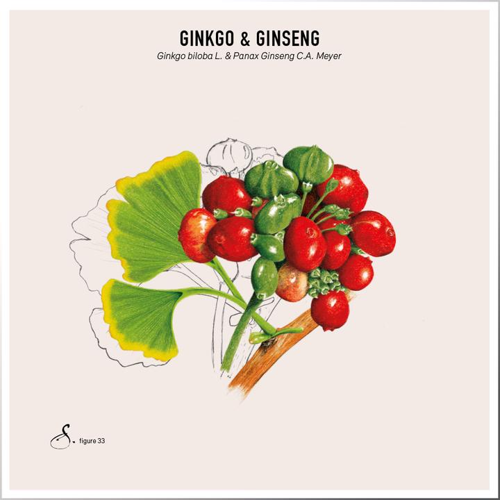 Actual product image Sekoya Ginkgo & Ginseng | For the memory (60 Piece, Capsules, 31 g)