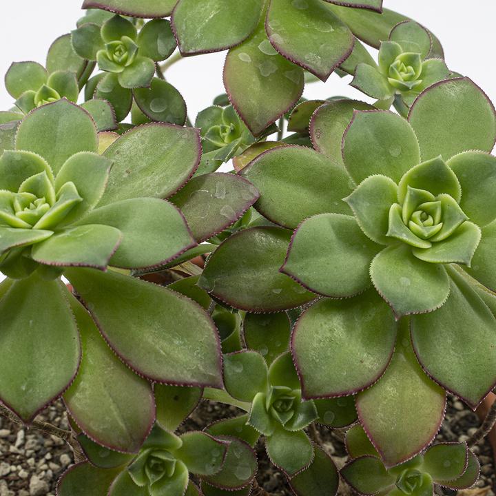 Produktbild Kakteen Gautschi Aeonium Kiwi (35 cm)