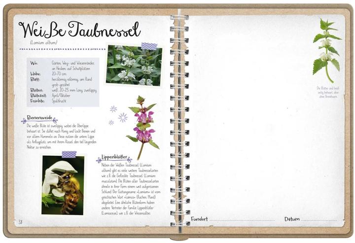 Actual product image Naturforscher-Kids – Blüten und Blätter entdecken und sammeln (German, Anna Linstadt, 2024)
