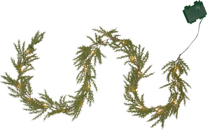 Image du produit Star Trading Thuja