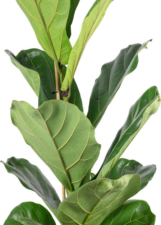 Actual product image Flowerbox Fiddle-leaf fig - height ca. 100 cm, pot-Ø 21 cm - Ficus Lyrata (100 cm)