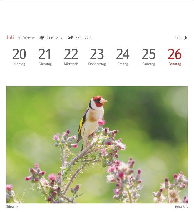 Immagine prodotto Harenberg Heimische Vögel Postkartenkalender 2026 - Wochenkalender mit 53 Postkarten (Tedesco)