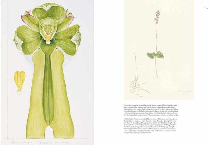 Produktbild Orchideen (Deutsch, Sandra Knapp, 2022)