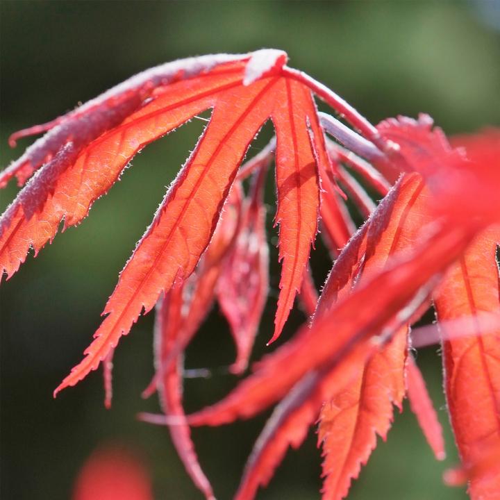 Produktbild Plant in a Box Acer palmatum 'Inaba-shidare' - Japanischer Ahorn (30 cm)