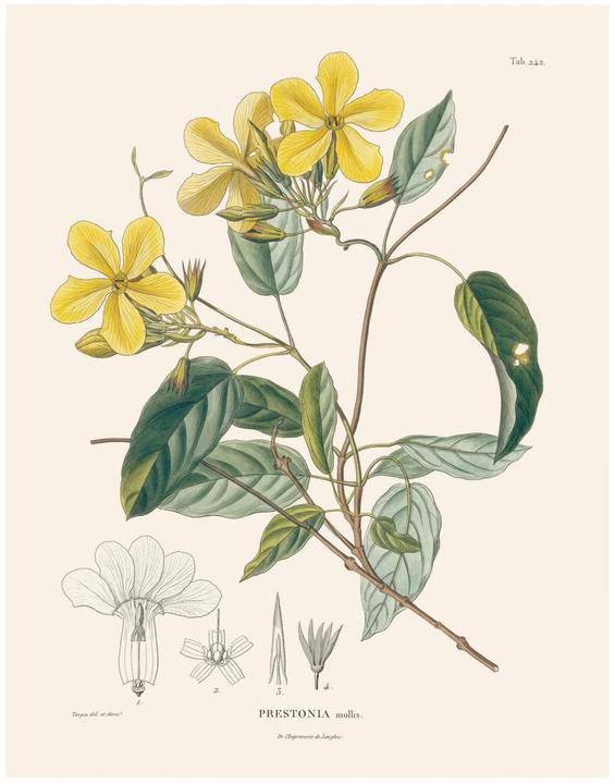 Produktbild Alexander von Humboldt: Botanische Illustrationen. Posterbuch mit 22 Postern (Deutsch, Prof. Dr. Otfried Baume, 2019)