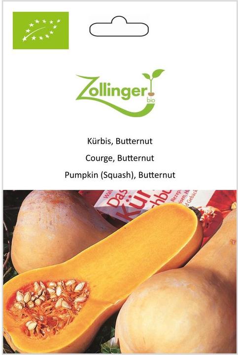 Zollinger Bio Pumpkin, butternut (Seedlings)