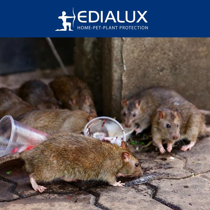 Image du produit Edialux Pi?ge ? rats Quicksnap, Promopack 2+1 pi?ces