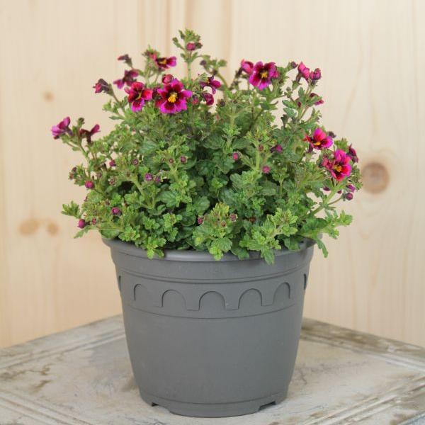 Produktbild Säntispracht 3 er Set, Jamesbrittenia, ein Dauerblüher für den Balkon - Jamesbrittenia x breviflora Burgundy Eye (20 cm)