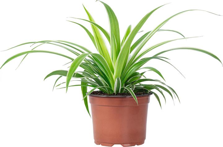 Produktbild Flowerbox Grünlilie "Ocean" - Chlorophytum Comosum (20 cm)