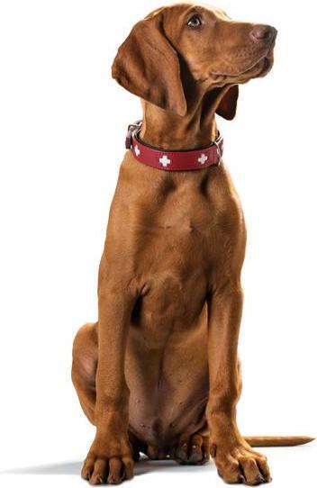 Actual product image Hunter Swiss (Dog, Dog sport)