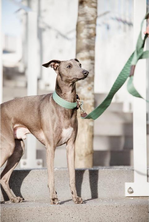 Produktbild Kentucky Dogwear Hundeleine Jacquard (140, Hund, Allgemein)