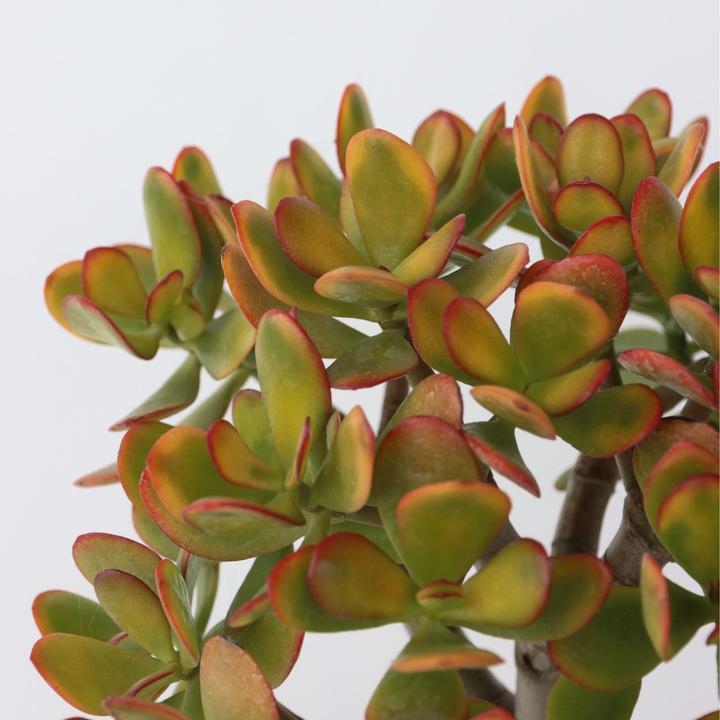Actual product image Plant in a Box Crassula ovata Sunset - Jade plant (45 cm)