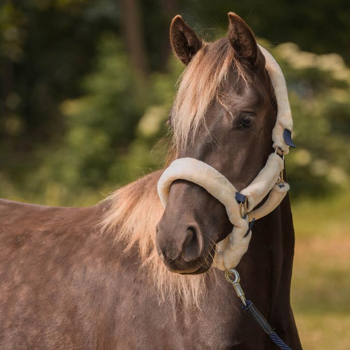 Produktbild Horka Gepolstertes Halfter Schutz