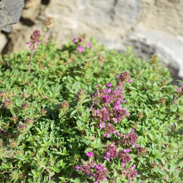 Produktbild Säntispracht 3 er Set, Der frühblühender Sand-Thymian - Thymus Purple Beauty (10 cm)