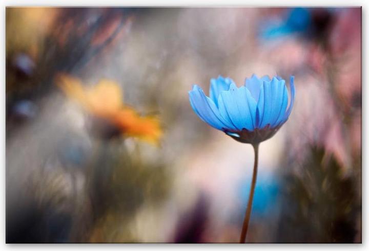 Produktbild Trenddeko Tanzende Blumen (120 x 75 cm)