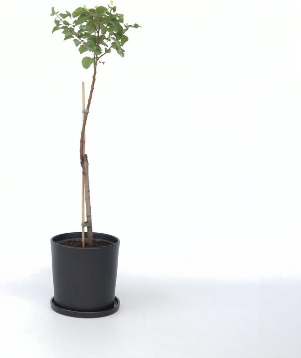 Produktbild Plant in a Box Prunus Armeniaca 'Abrikoos' - Aprikosenbaum (90 cm)