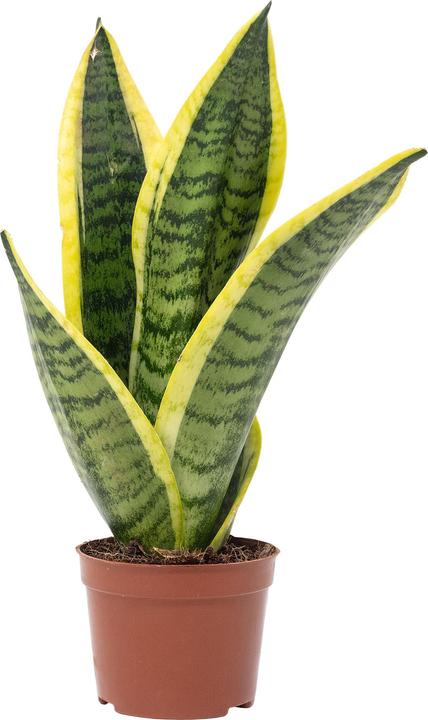 Immagine prodotto Flowerbox Bogenhanf - Sansevieria trifasciata Superba