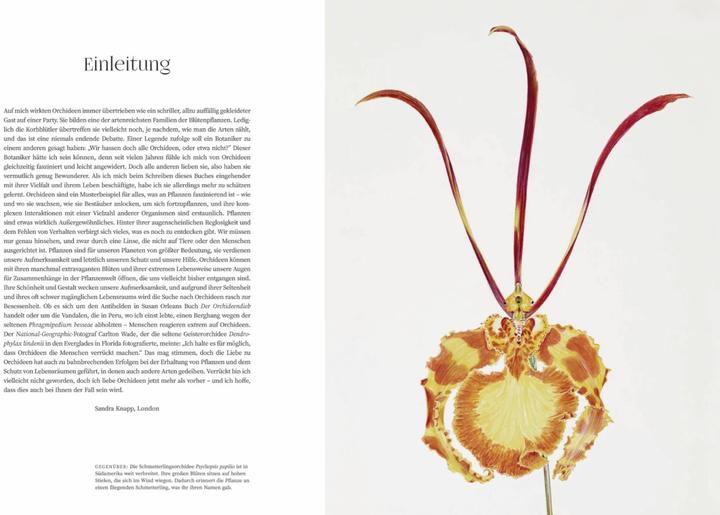 Produktbild Orchideen (Deutsch, Sandra Knapp, 2022)