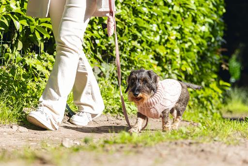 Produktbild Designed by Lotte Hundepullover Haida (20, Hundepullover)