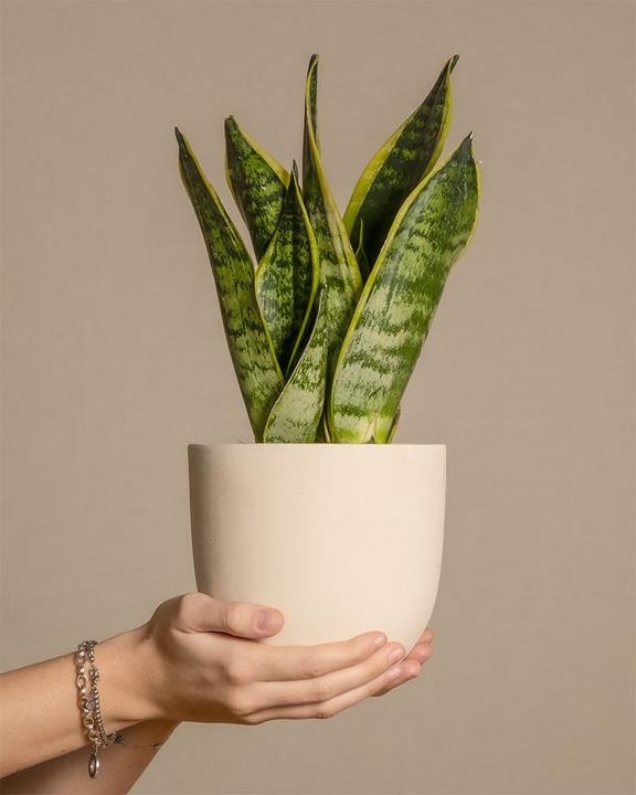 Actual product image feey Little mother-in-law's tongue (25 cm, Freshly repotted)