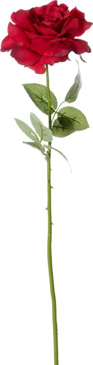 Luwatex Rose filled (69 cm)