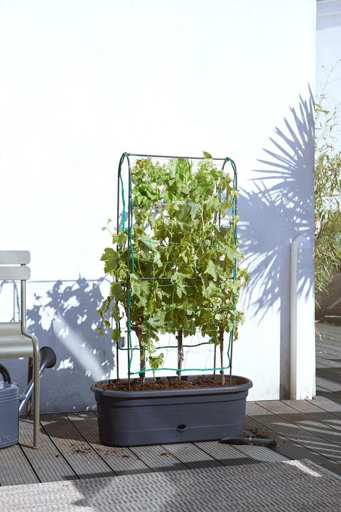 Actual product image Elho Green Basics (78 cm)