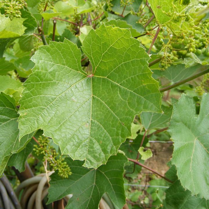Produktbild Plant in a Box Vitis vinifera 'Chardonnay' - 3er Set Traubenpflanzen (25 cm)