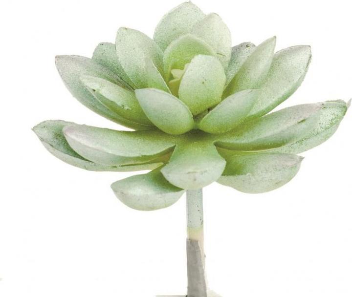 Glorex Echeveria 7cm (7 cm)