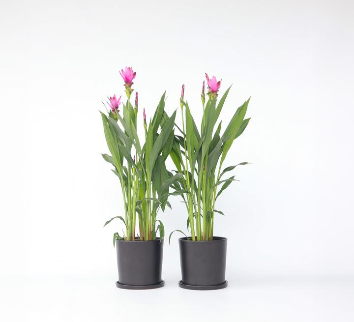 Produktbild Plant in a Box Curcuma alismatifolia Siam Supreme - 2er Set Kurkuma (80 cm)