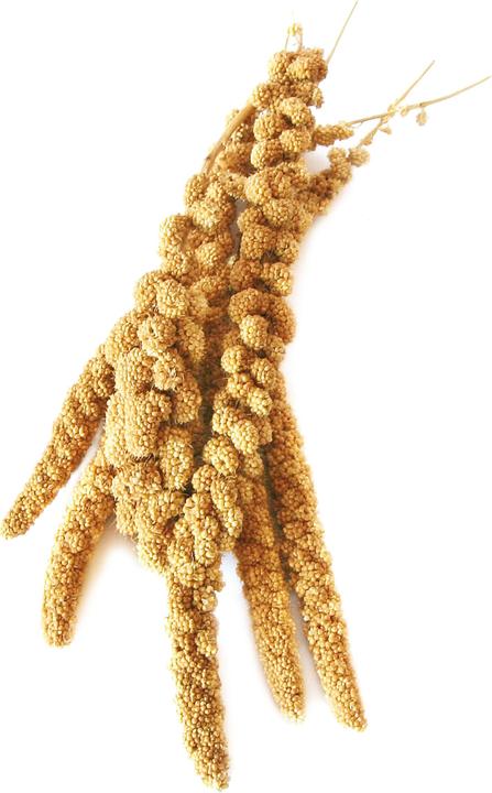 Produktbild Swisspet Kolbenhirse Beutel (1 x, 0.40 kg)