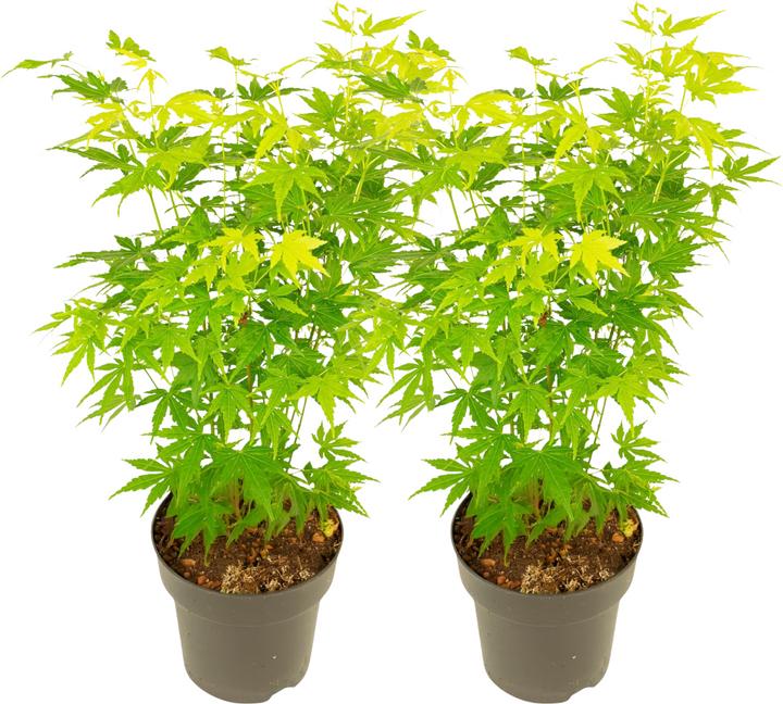 Produktbild Plant in a Box Acer palmatum 'Going Green' - Japanischer Ahorn (35 cm)
