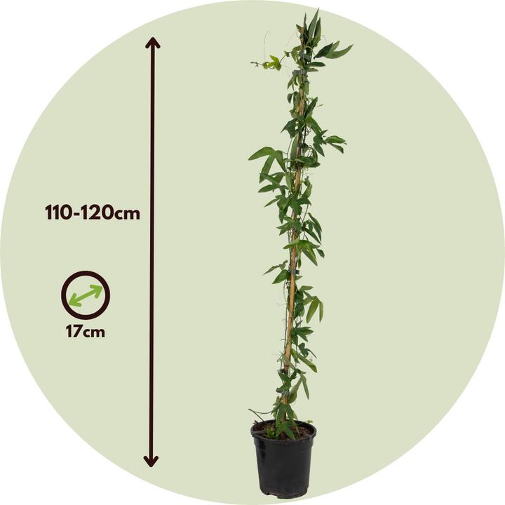 Actual product image Plant in a Box Passiflora caerulea 'Constance Elliott' - Passion flower (110 cm)