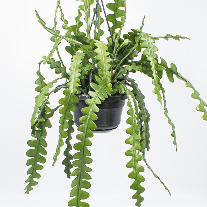 Produktbild Kakteen Gautschi Epiphyllum anguliger (14 cm)