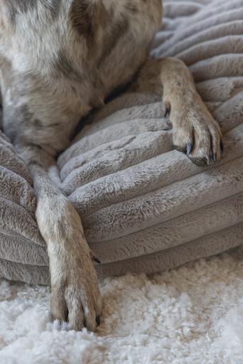 Actual product image Designed by Lotte Reza reclining cushion (Dog)
