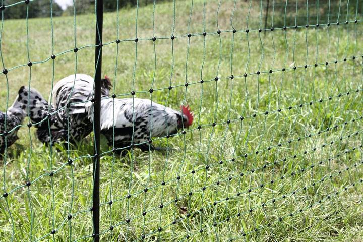 Image du produit Kerbl PoultryNet