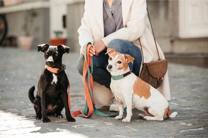Produktbild Kentucky Dogwear Hundeleine Jacquard (140, Hund, Allgemein)