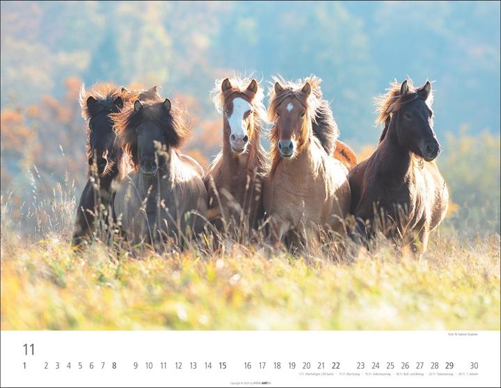 Produktbild Islandpferde Kalender 2026 (44 x 34 cm, Harter Einband, Deutsch, Englisch)
