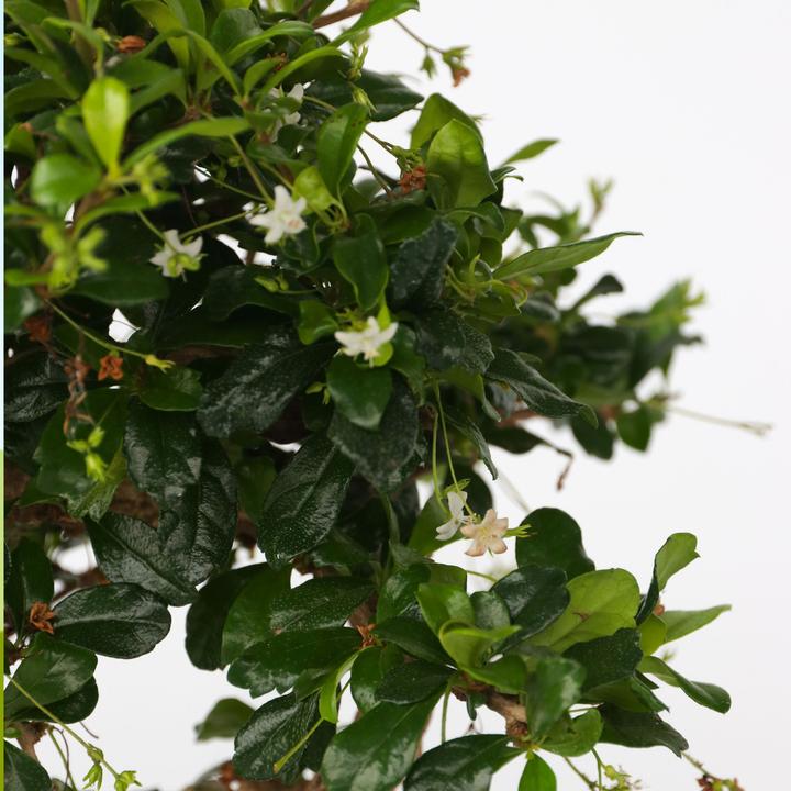 Image du produit Plant in a Box Carmona microphylla - Bonsaïs (20 cm)